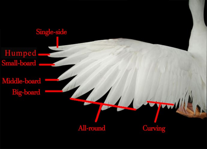 Plume d'oie ou de canard - Volant de badminton